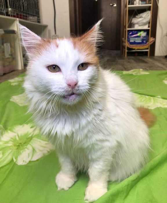 Буруля нежная и прикольная кошечка, возраст около 3 лет