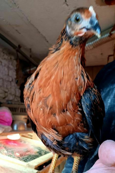 Kura kury aracuany naturalne ekologiczne araucany pisklaki araucany ku