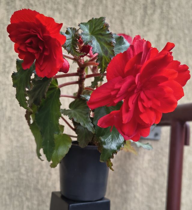 Бегонія бульбова нонстоп, беллеконія Шардоне