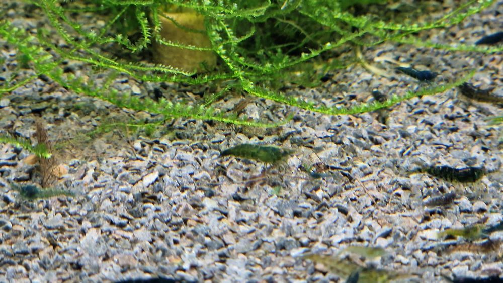 Krewetki Green Jade Neocaridina zielone