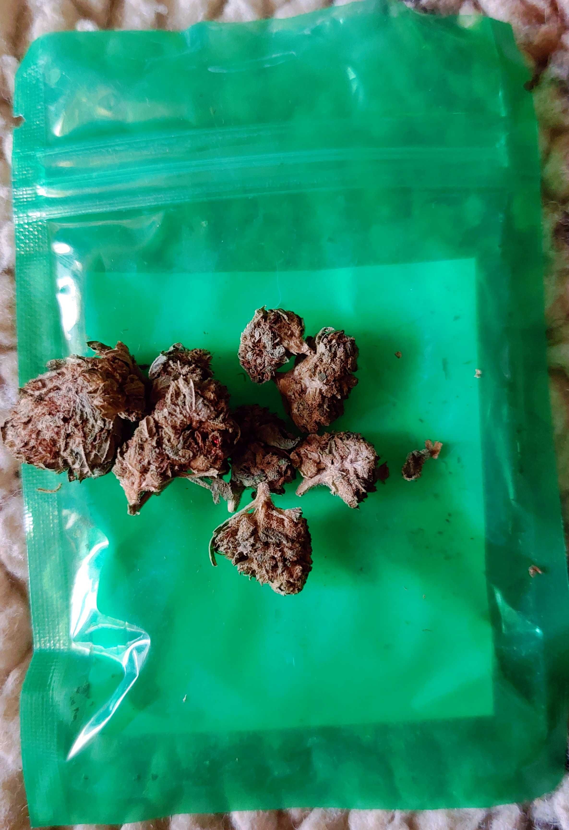 CBD - susz o smaku MANGO | około 30 gram, 30 torebeczek, ładne i dobre