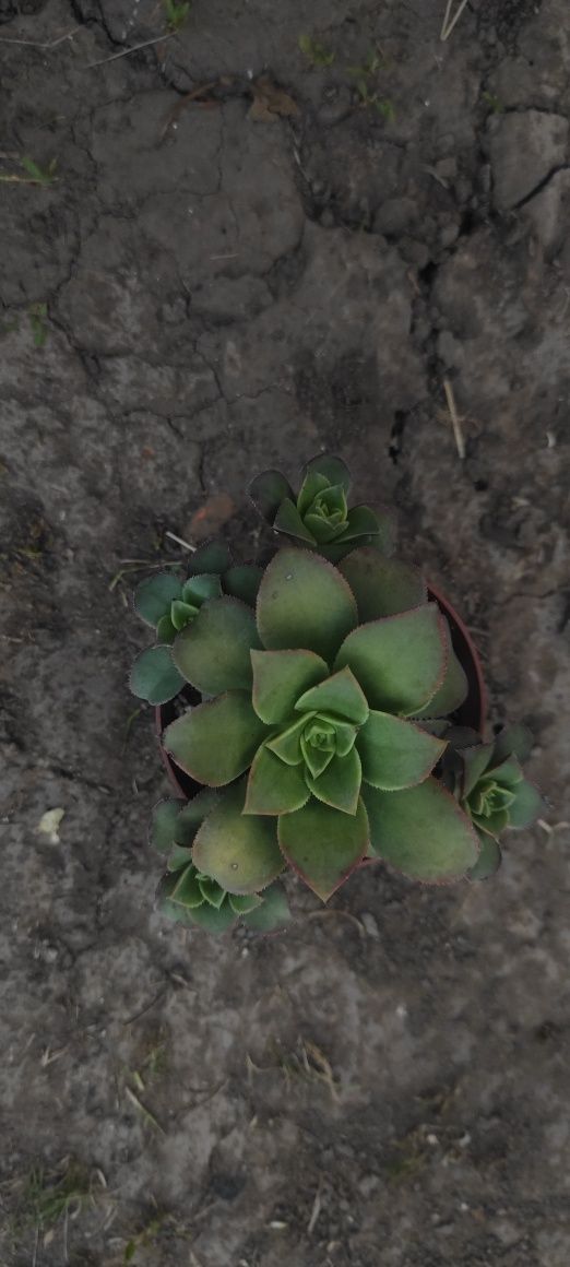 Сукулент єоніум ківі, succulents