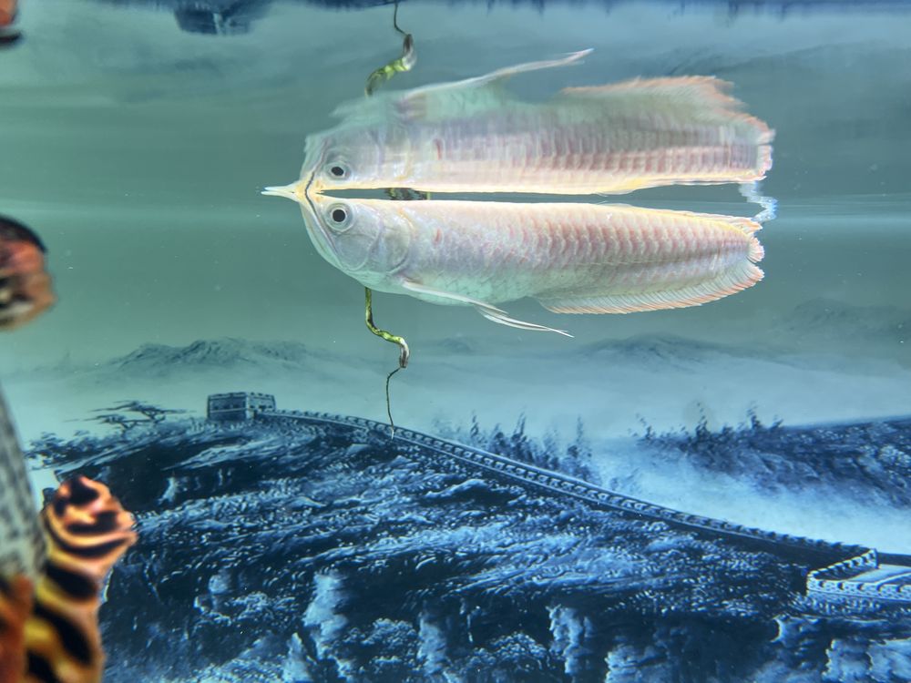 Arowana albino 20cm+