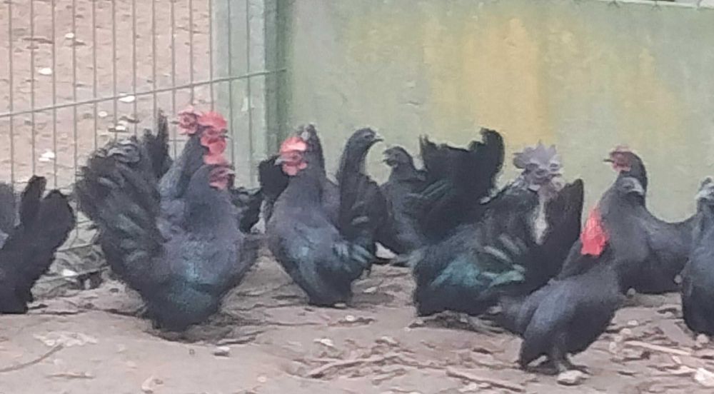 Kurki i kogutki chabo