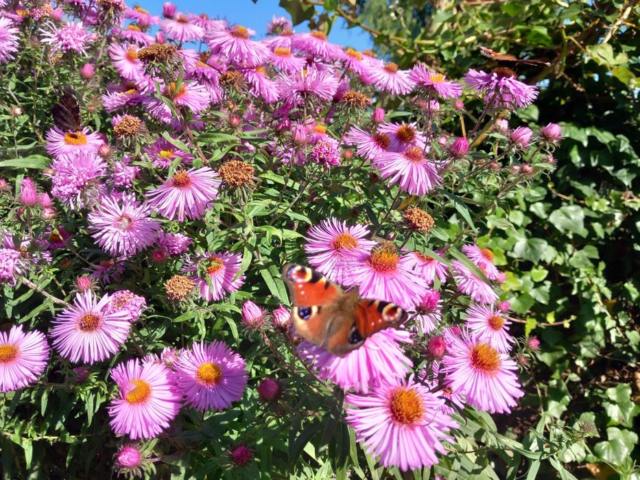 Astry marcinki wysokie