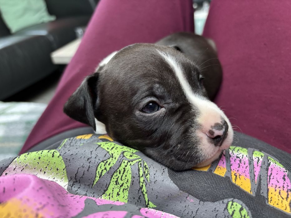 Amstaff szczeniak piesek