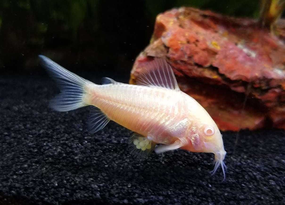 Kirysek spiżowy odmiana ALBINOTYCZNA - Corydoras - Kirys albinos