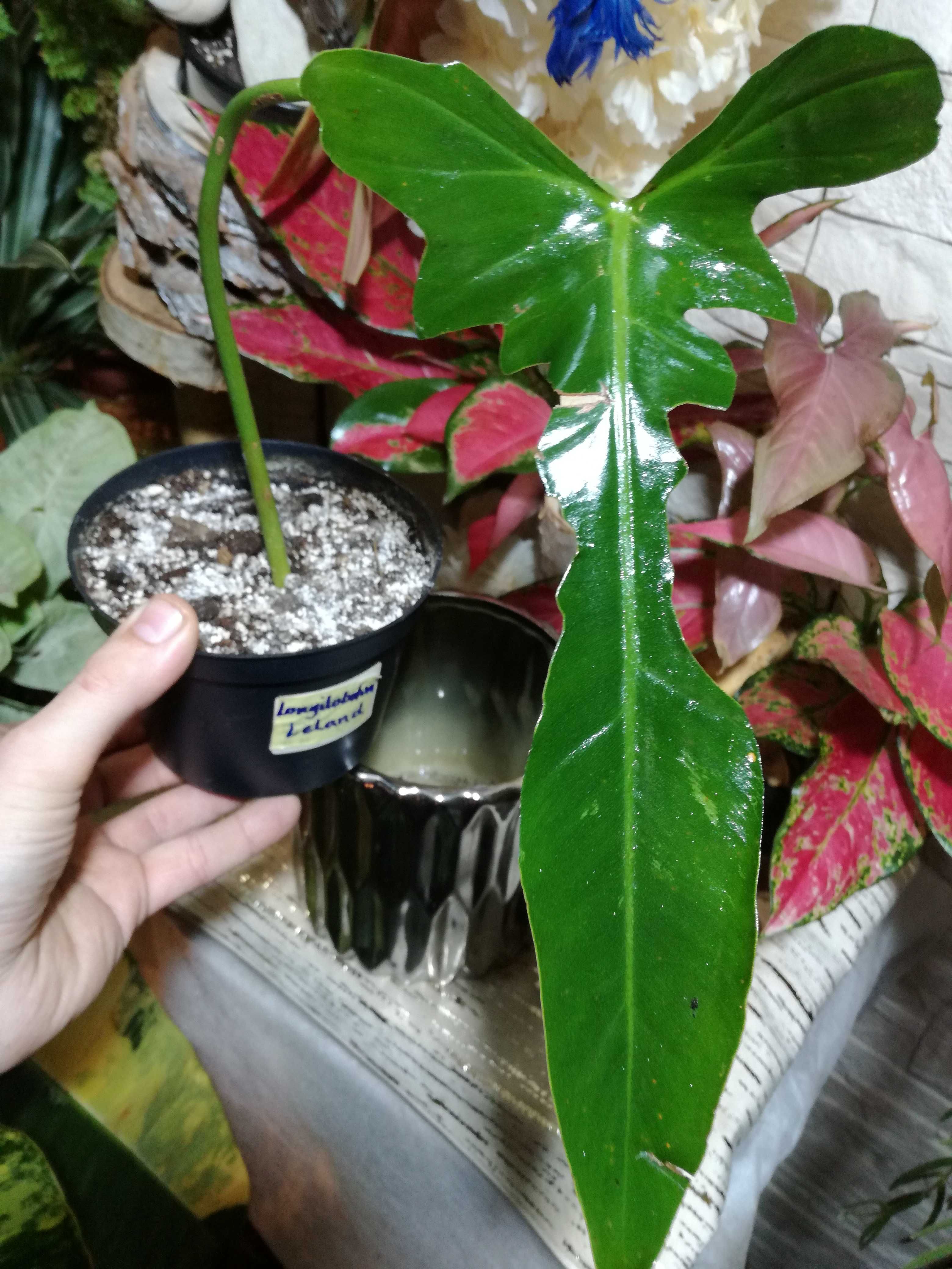 INTERNATIONAL Philodendron Longilobatum Leland Miyano 295Euro filodend