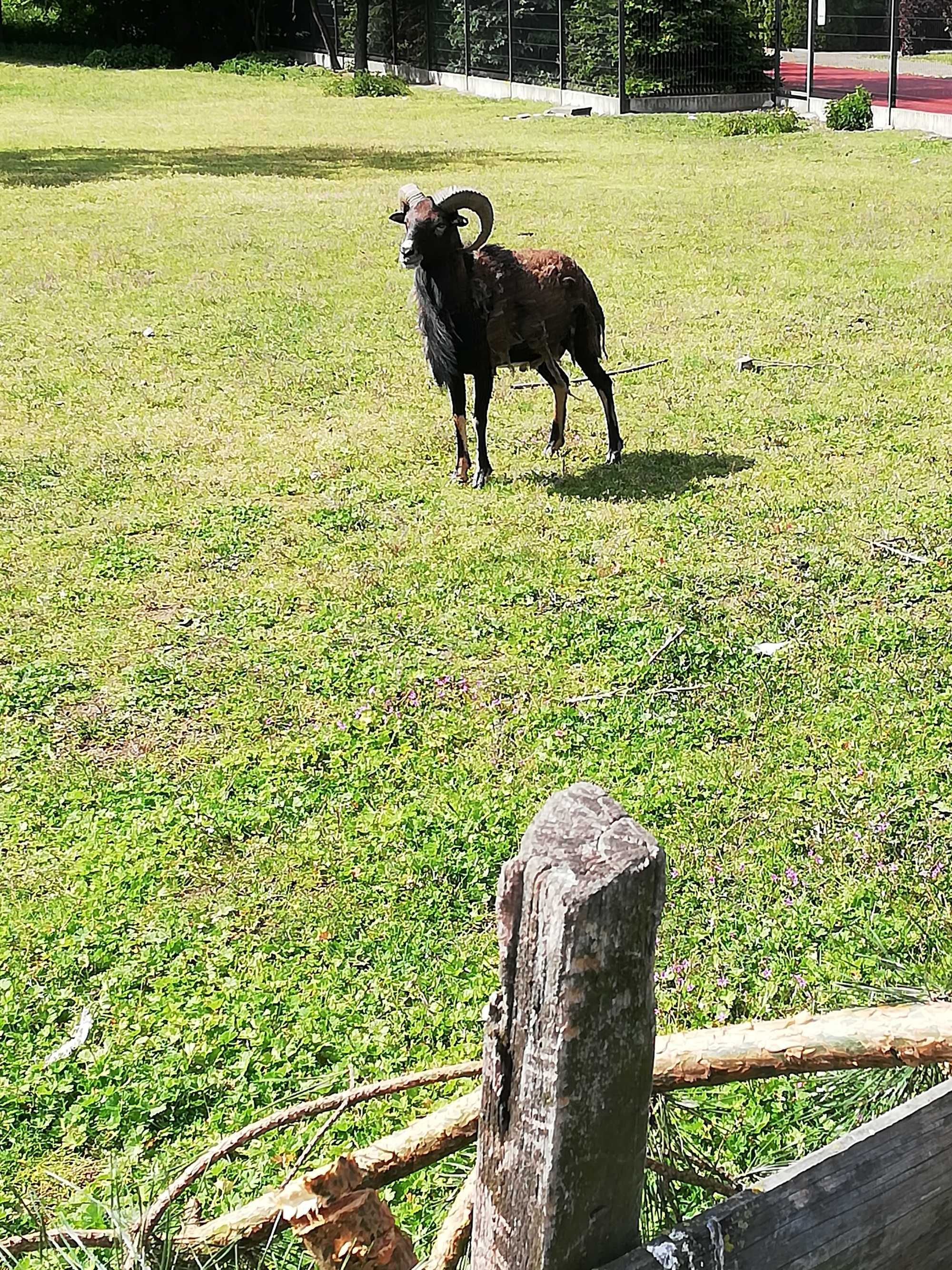Baranki kameruńskie
