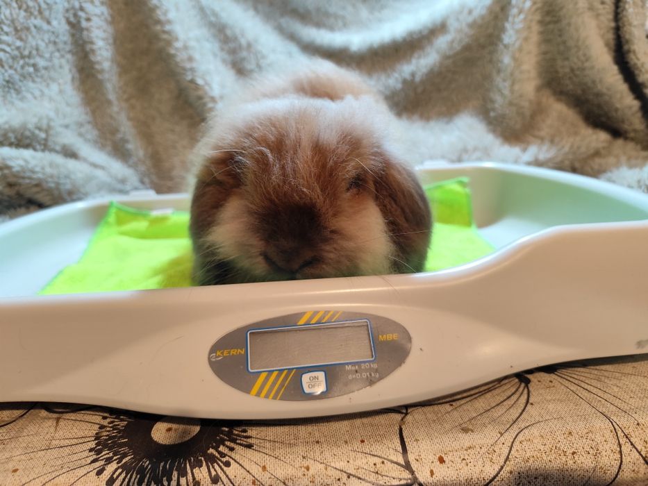 Coelho anão que parece um peluche!