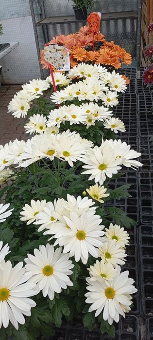 Chryzantemy Doniczkowe