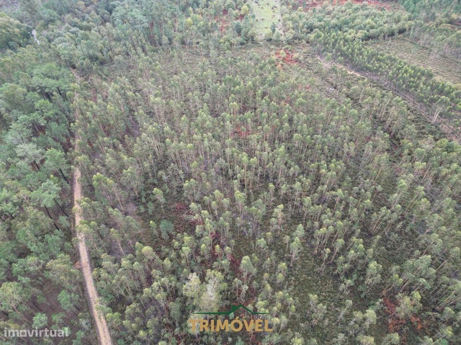 Terreno Rústico  Venda em Milheirós de Poiares,Santa Maria da Feira