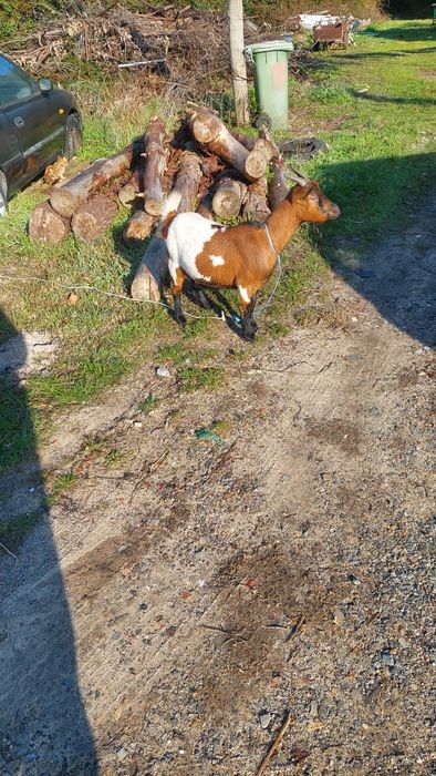 Vendo cabras cheias lindas abituada a comer de tudo estão desaparasita