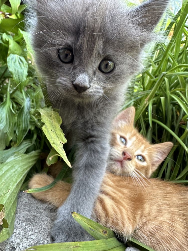 Котята бесплатно