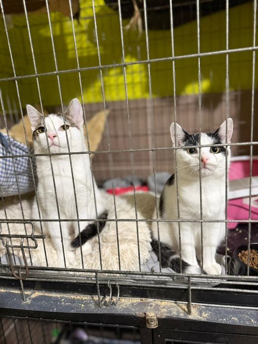 5-miesięczne kociaki do adopcji