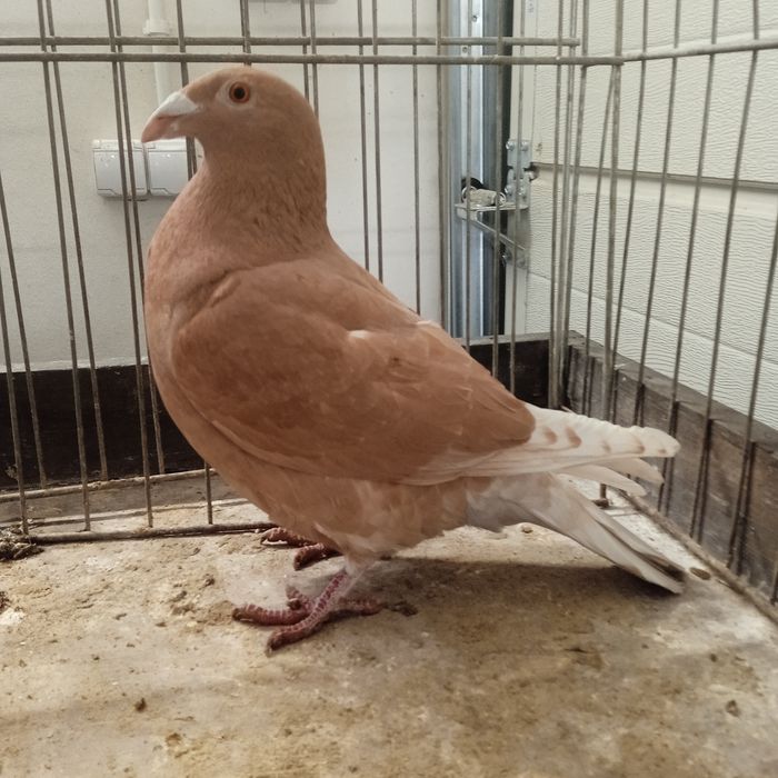 Gołębie pocztowe, żółte.