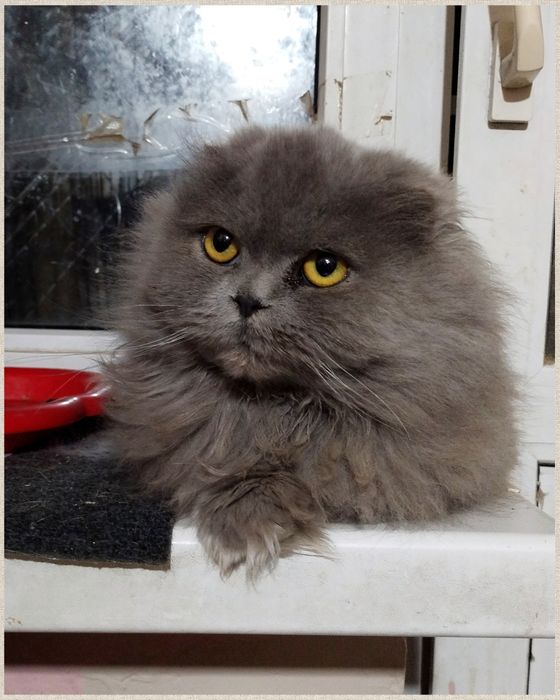 Породиста кішечка,шотландська довгошорстна,в добрі руки,молоденька.