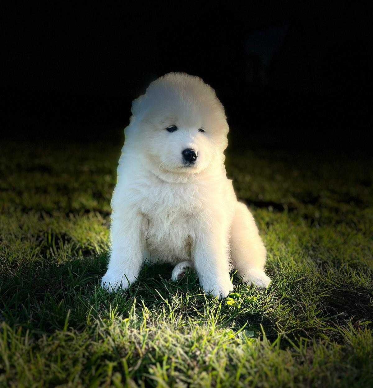 Samoyed Szczeniak
