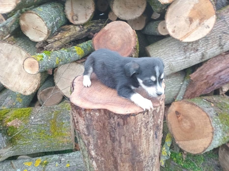 Віддам у добрі руки