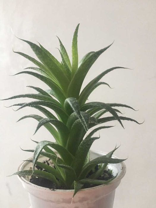 Хавортія .Рослини різного розміру і ціни.