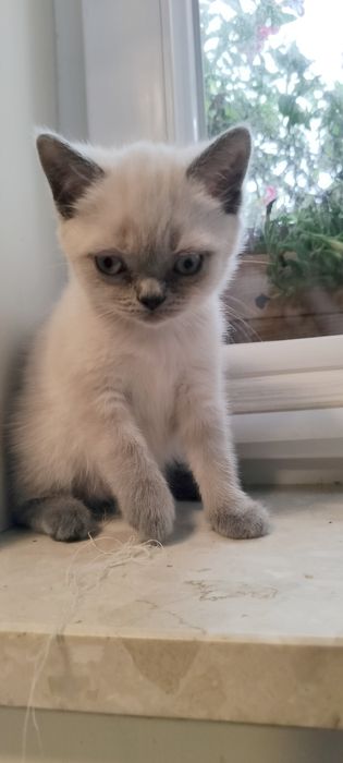 Kotka Brytyjska kolor point Lucy kocięta koty