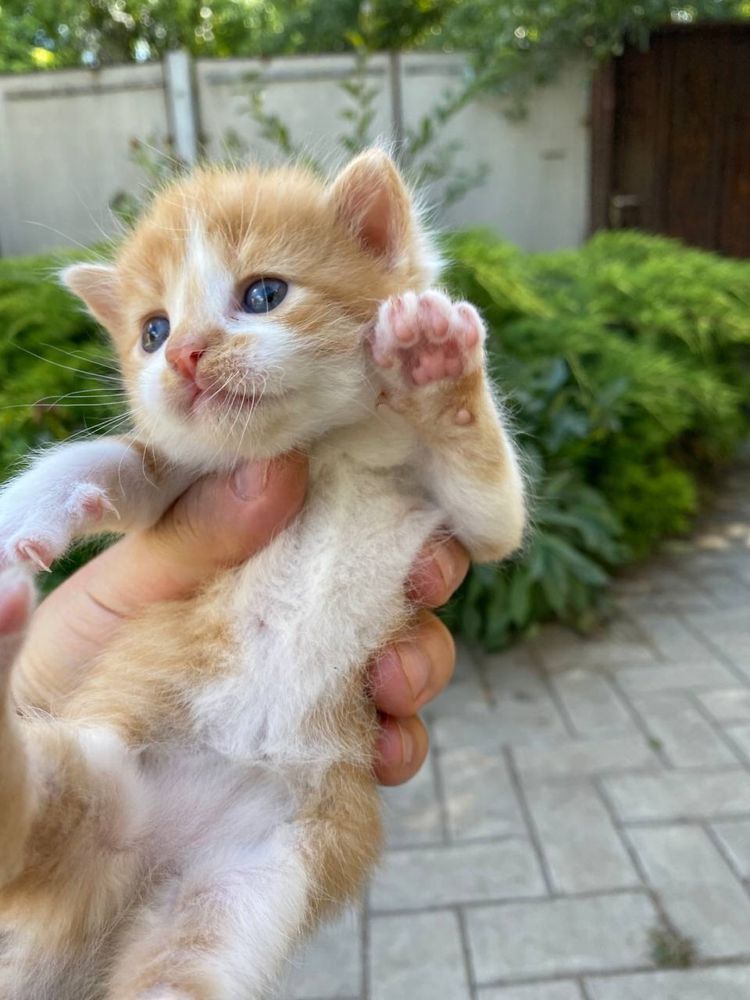 П’ятеро чудових кошенят шукають новий дiм