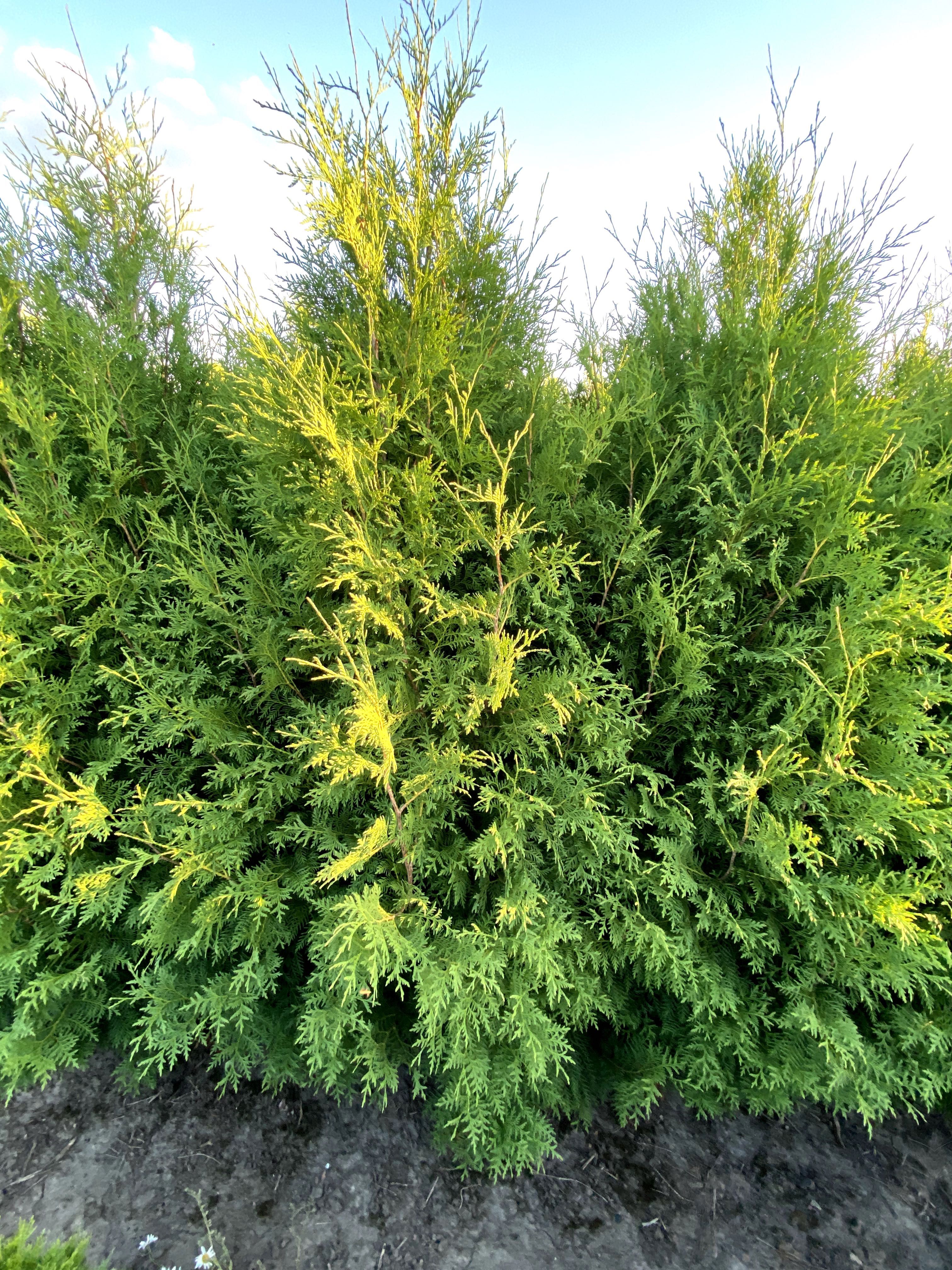 Thuja Smaragd 120-140 cm i inne tuja Szmaragd żywopłot Transport