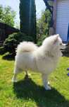 Reproduktor Samoyed zaprasza