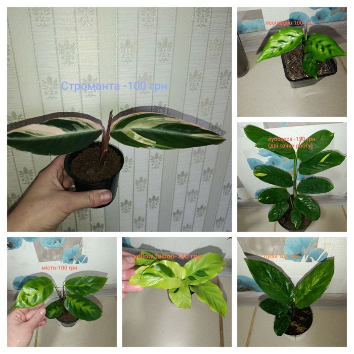 Калатея  Луїзи та інших сортів