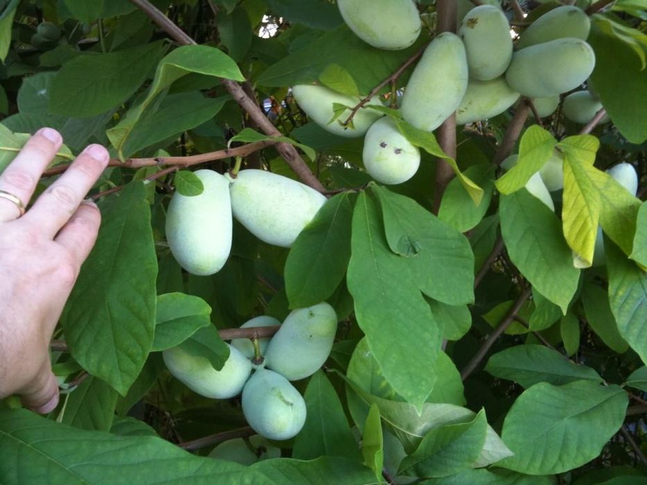 Саженцы Азимины. 4х 5х летние. Привитые  саженцы