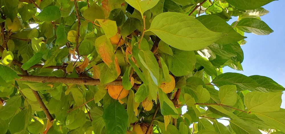 Venha colher dióspiros, zona de Fafe e Felgueiras