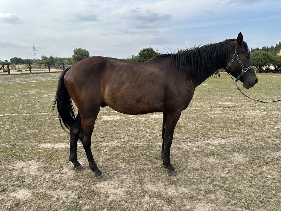 3 letni wałach PKS Habir