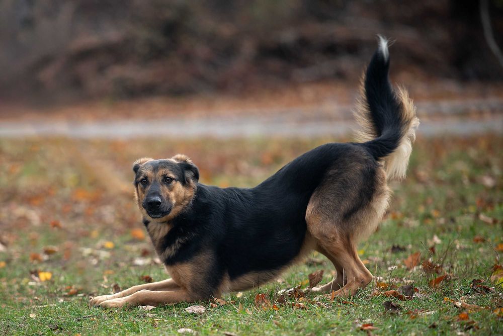 Віддам в добрі руки молодого собаку Кайзера.
