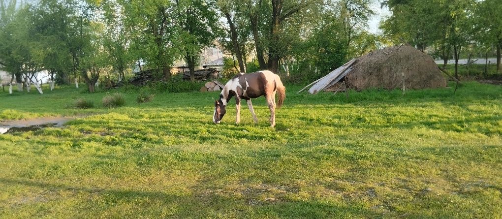 Продам лоша 1 рі ціна договірна