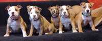 American Staffordshire Terrier