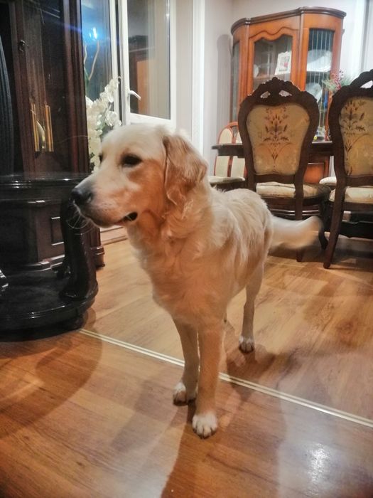 Golden Retriever z Rodowodem suczka dorosła