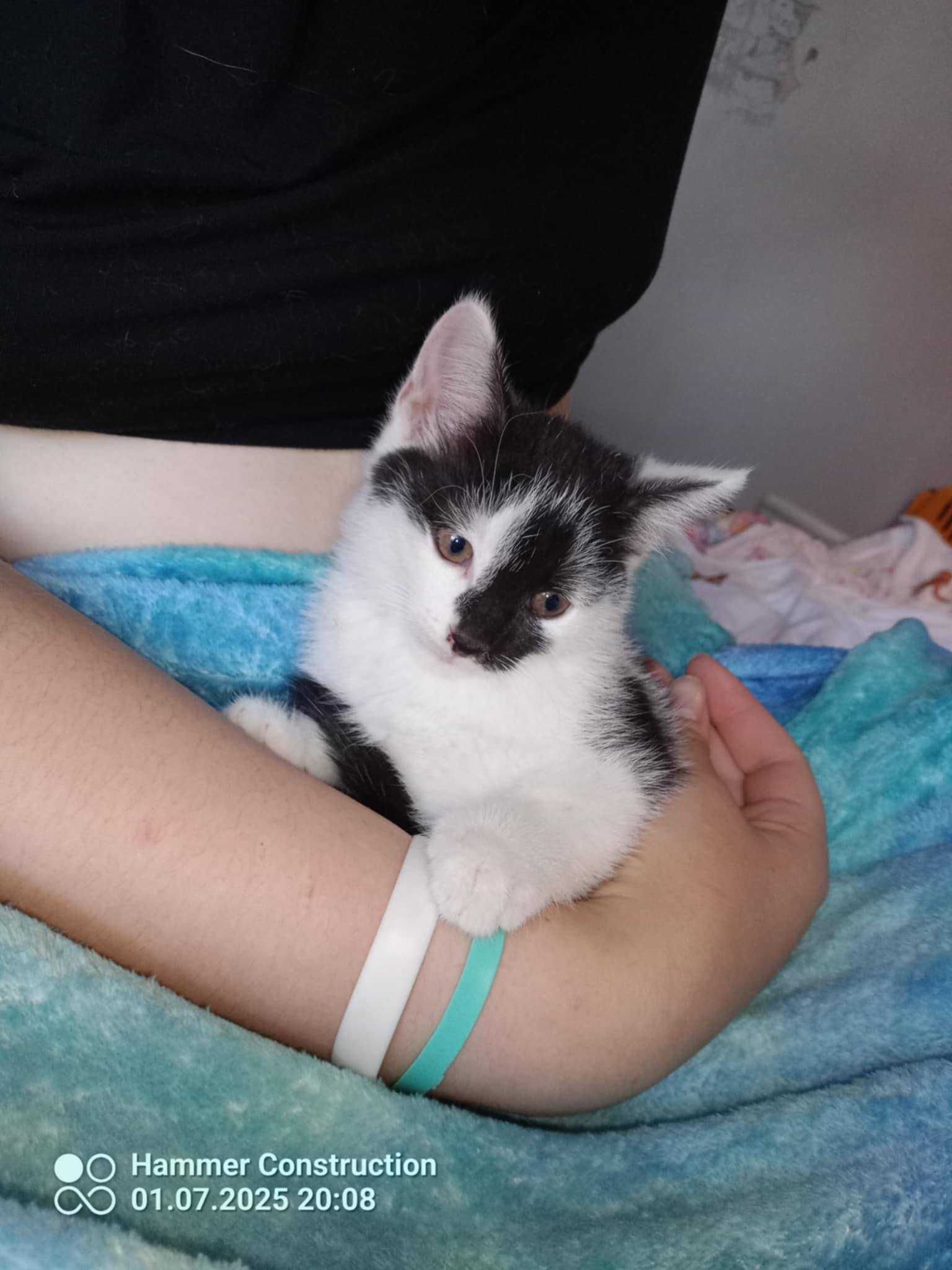 słodkie małe kociaki do adopcji