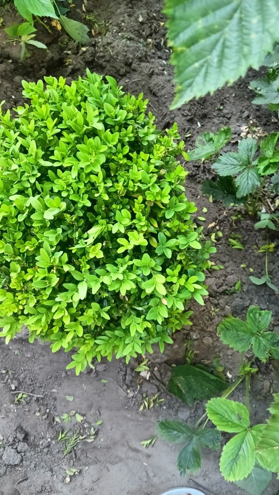 Bukszpan zimozielony 30 do 40 cm
