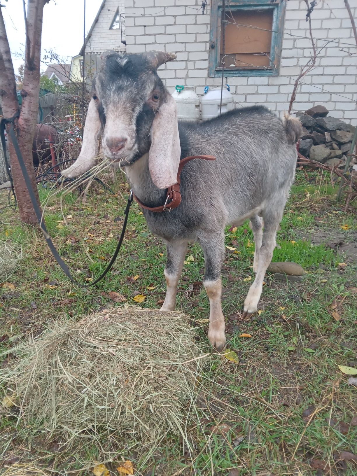 Покриття кіз нубійським цапом