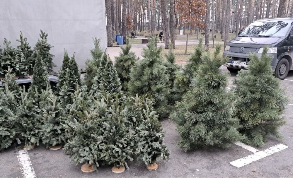 Новорічні ялинки, сосни