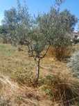 Oliveiras boas p