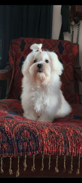 Мальтійська болонка хлопчик