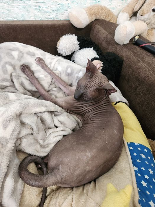 Котята Донский сфинкс