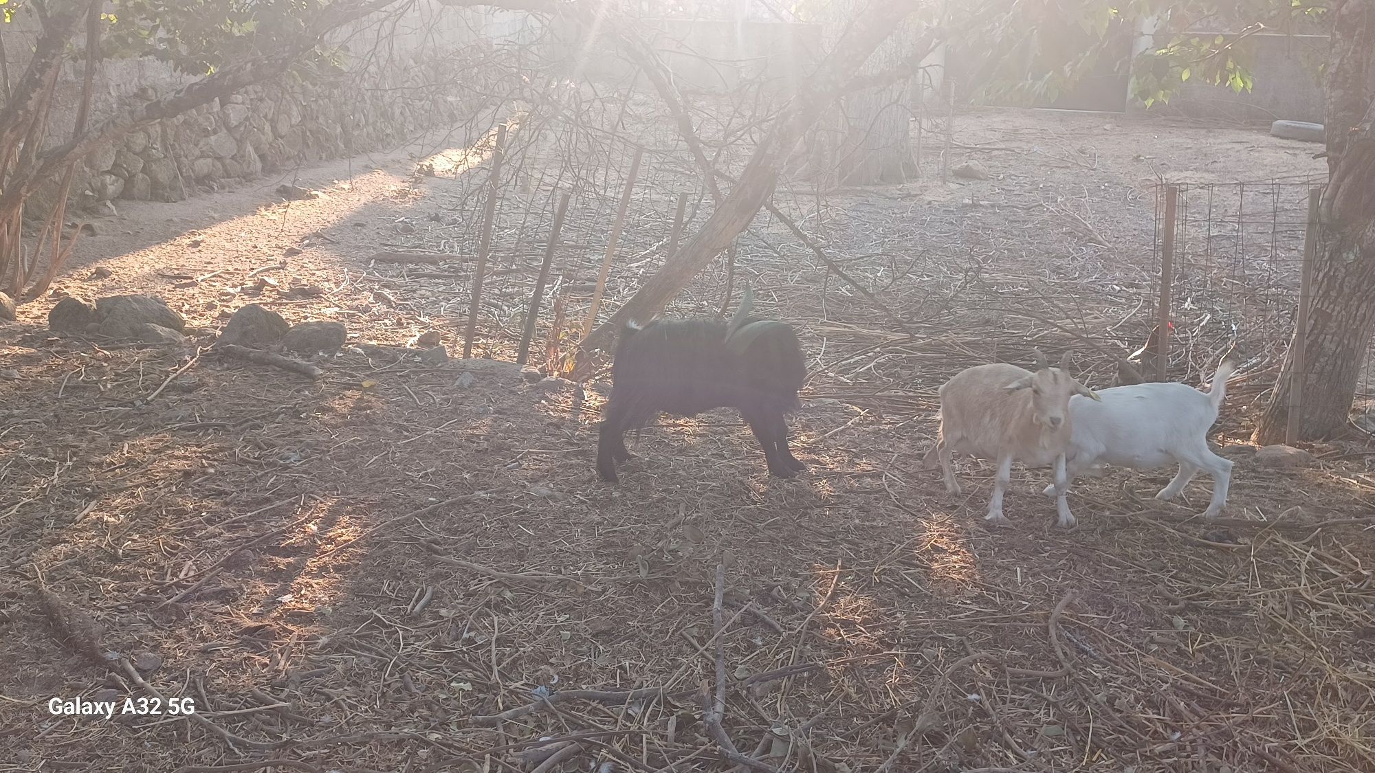 Cabrito anão com 2 anos.