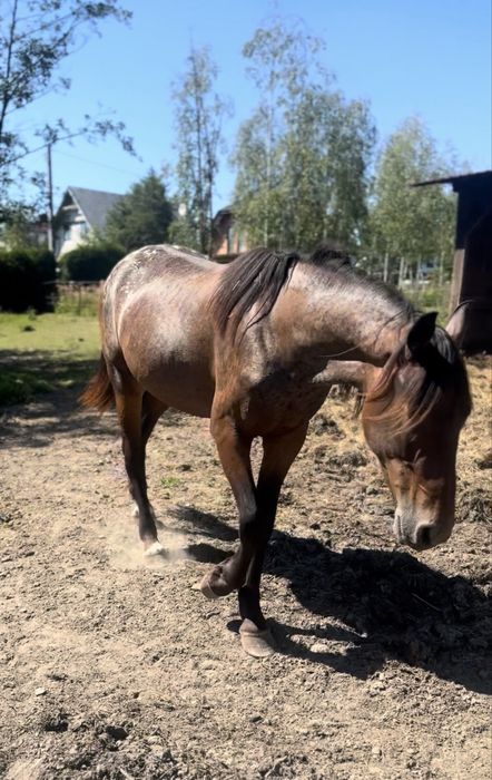 SAPHIRA - fryz-tarant ! - 2.5 roku