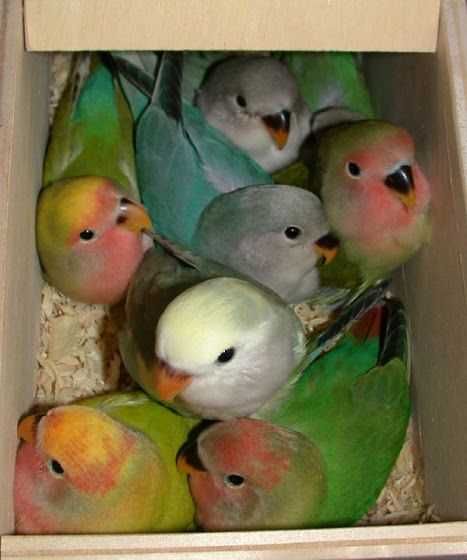 Vendo red ramp bebés