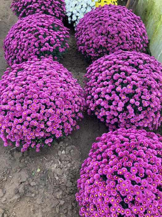 Chryzantemy drobnokwiatowe