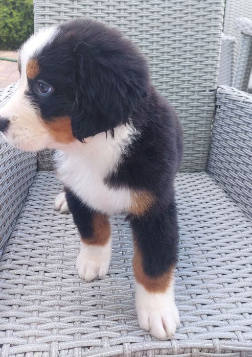 Bernenski pies pasterski szczeniak