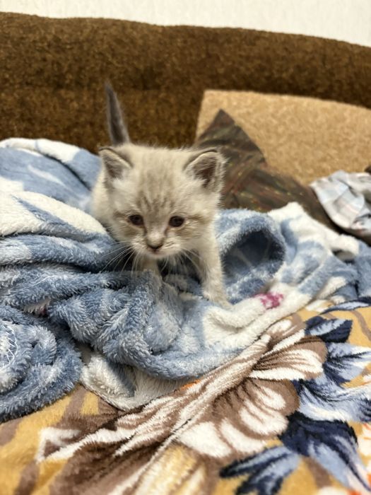 Відаю котика