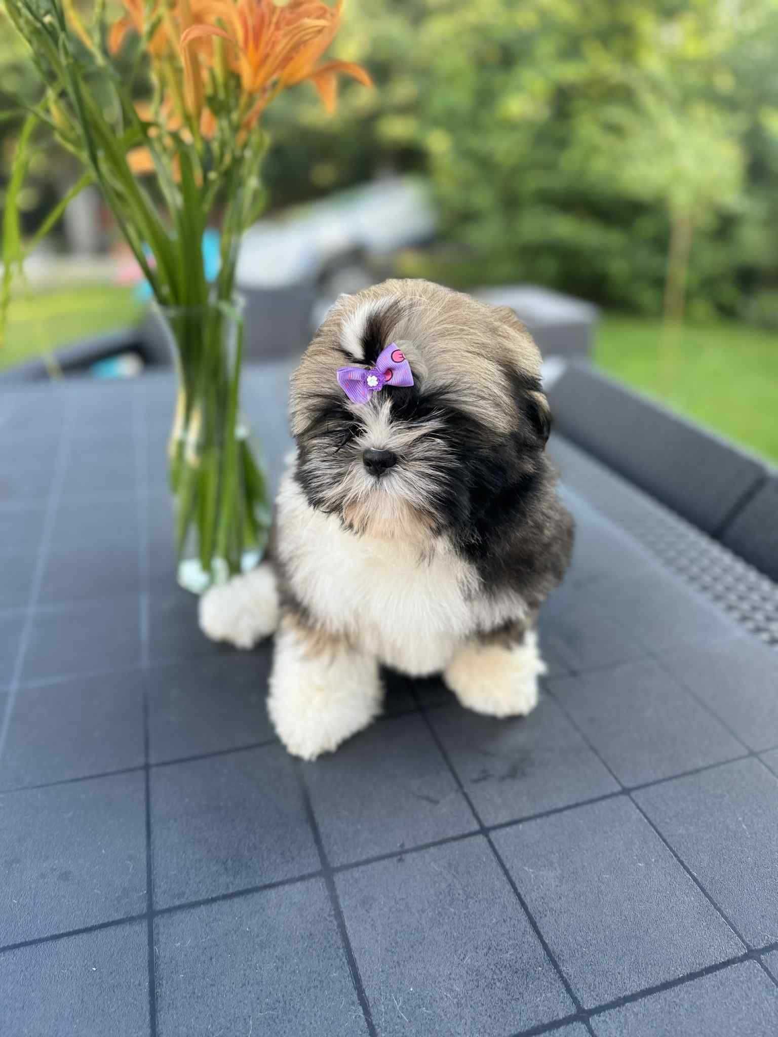 Shih Tzu szczeniaczek  ZkwP FCI
